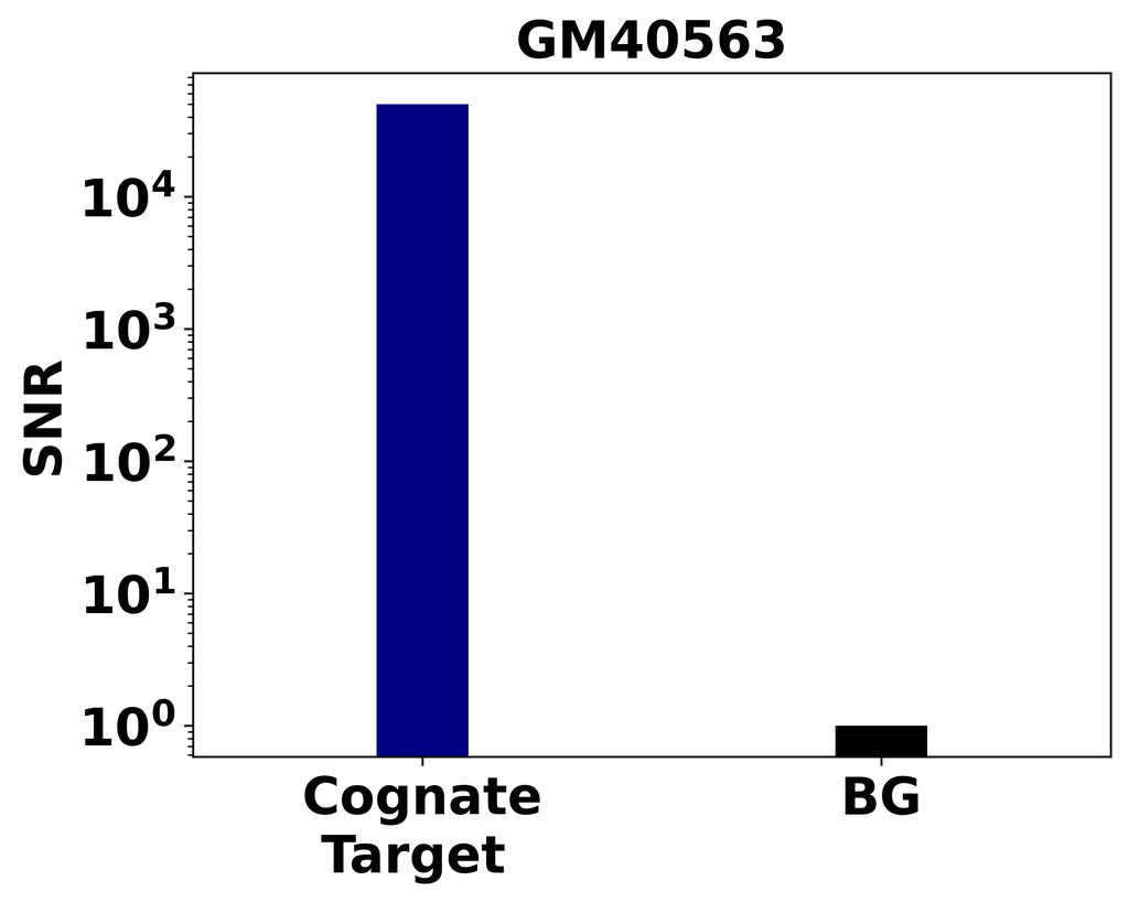 Ankyron SMCA2_HUMAN Clone GM40563