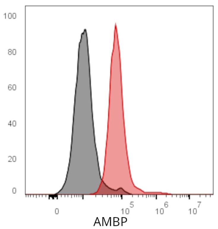 Ankyron AMBP_HUMAN Clone DN41077