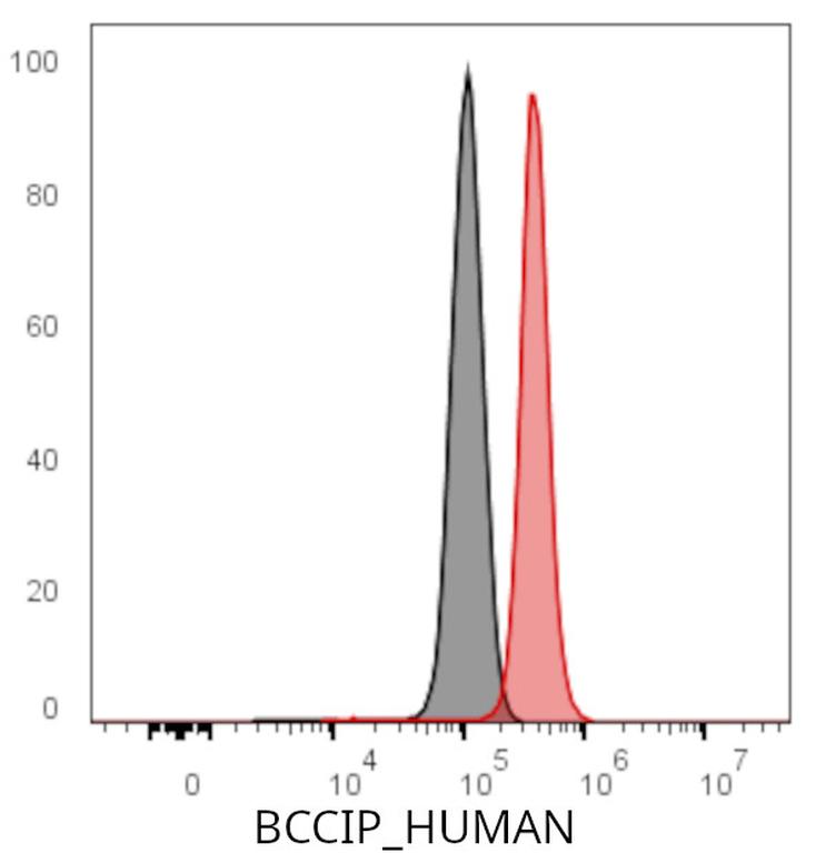 Ankyron BCCIP_HUMAN Clone CT31092