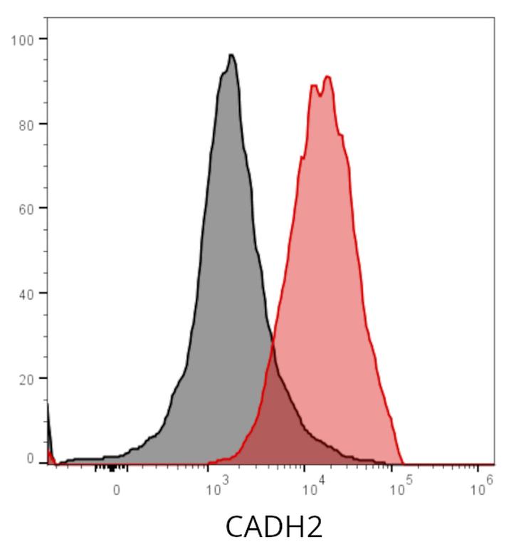 Ankyron CADH2_HUMAN Clone AE40406