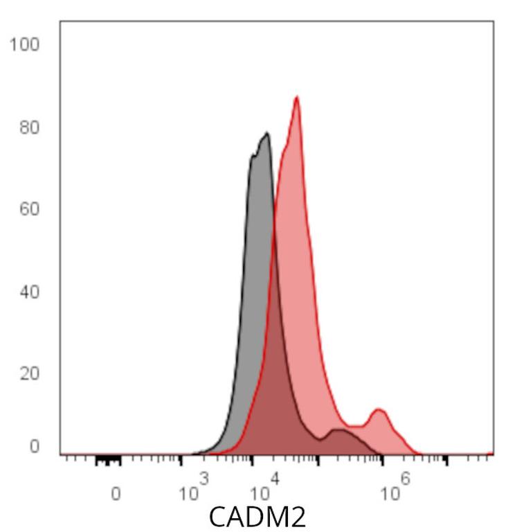 Ankyron CADM2_HUMAN Clone CT30916