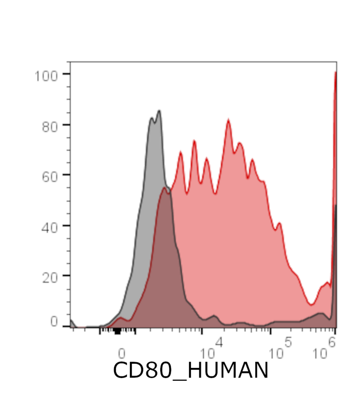 Ankyron CD80_HUMAN Clone AA40115