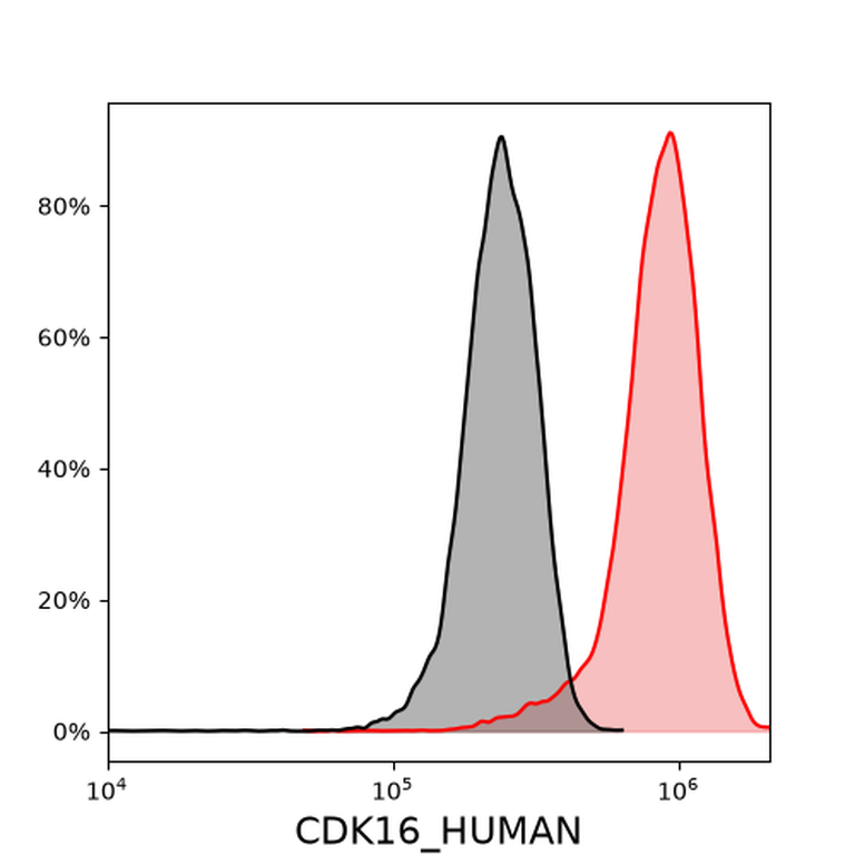 Ankyron CDK16_HUMAN Clone EF20101