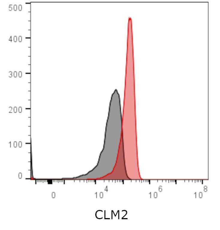 Ankyron CLM2_HUMAN Clone CY40263