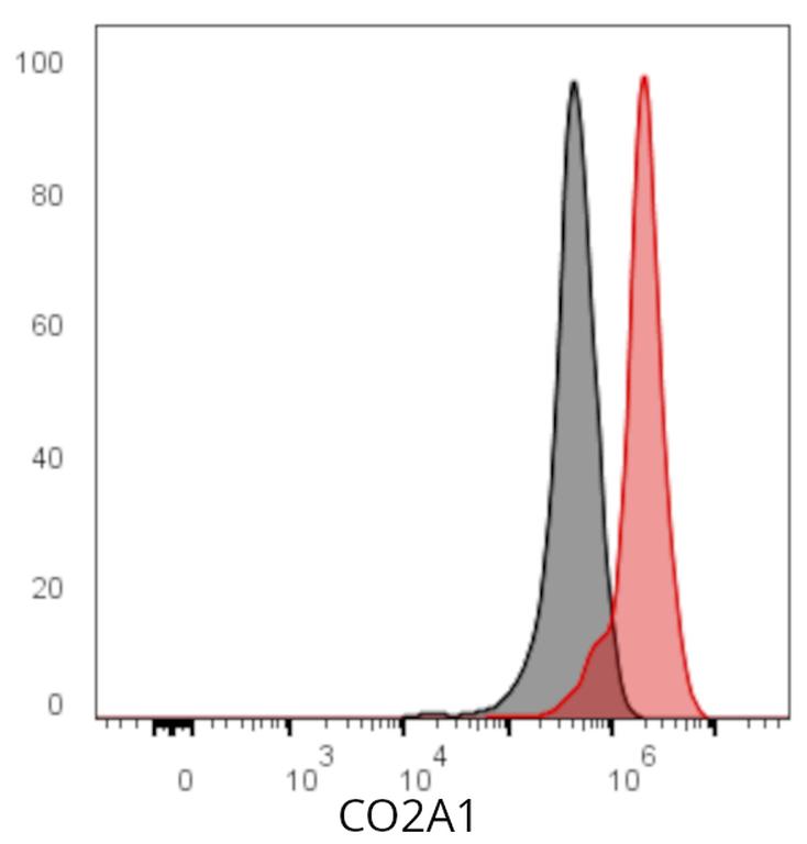 Ankyron CO2A1_HUMAN Clone AW40354