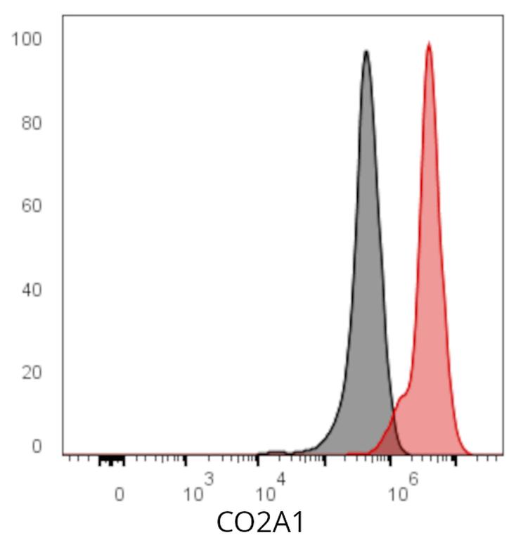 Ankyron CO2A1_HUMAN Clone AW40355