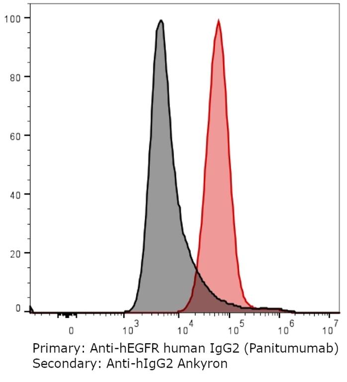Ankyron DRUG_Panitumumab Clone AE40339