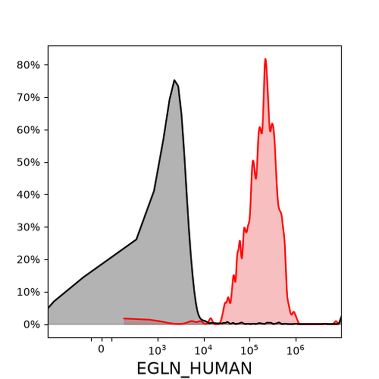 Ankyron EGLN_HUMAN Clone AY40425