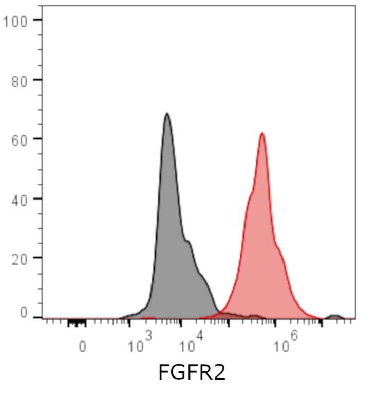 Ankyron FGFR2_HUMAN Clone AE40274