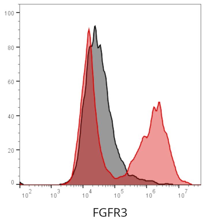 Ankyron FGFR3_MOUSE Clone AM40166