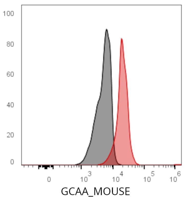 Ankyron GCAA_MOUSE Clone AK40441