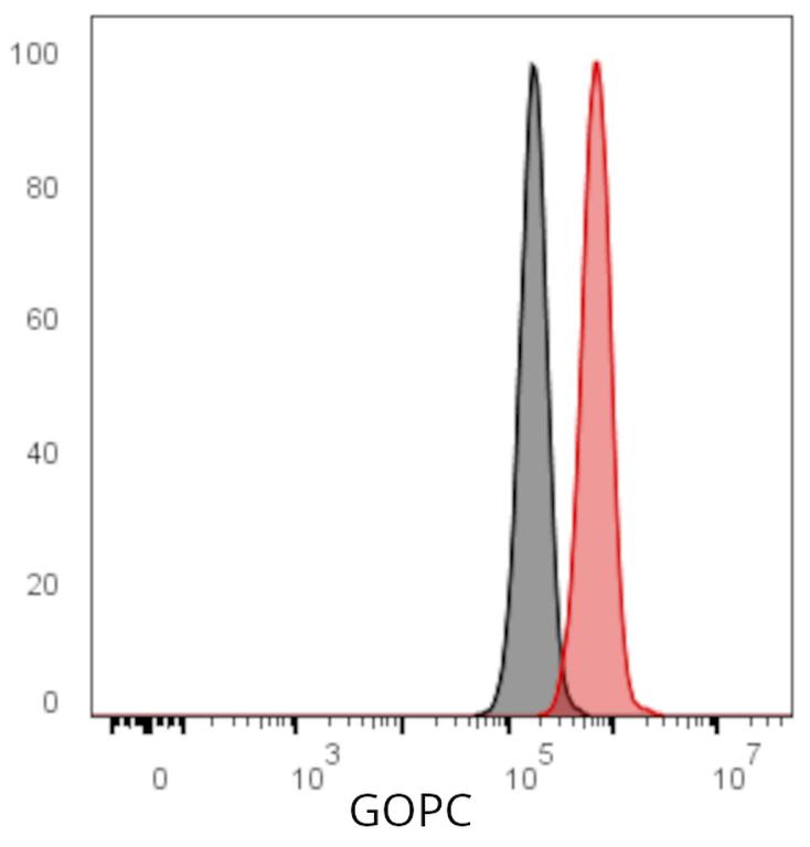 Ankyron GOPC_HUMAN Clone AH50274