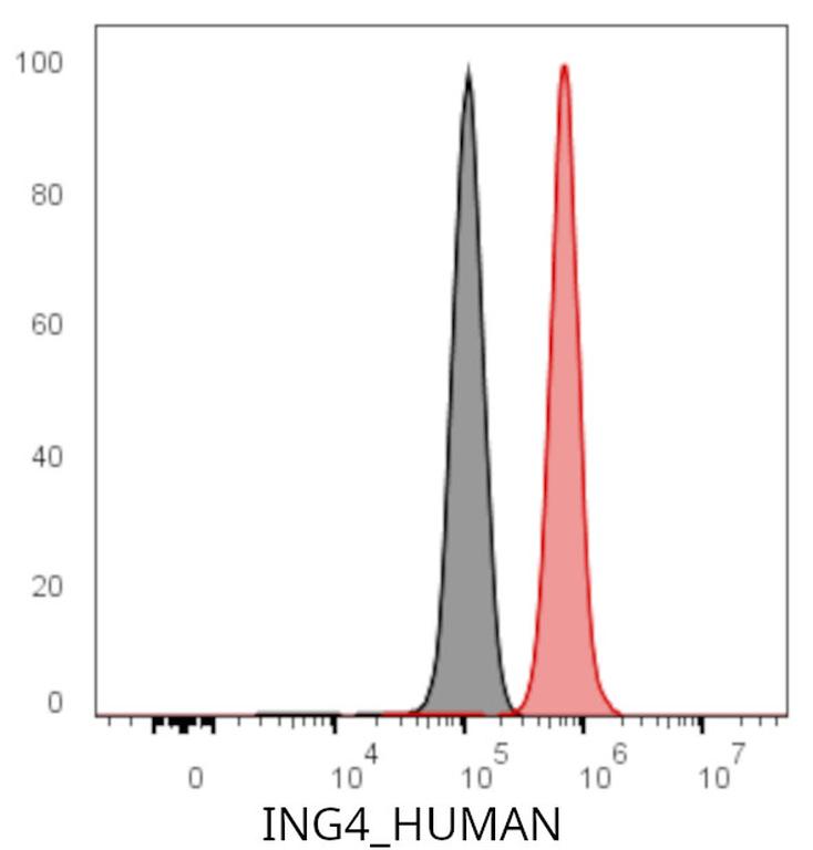 Ankyron ING4_HUMAN Clone CT31150