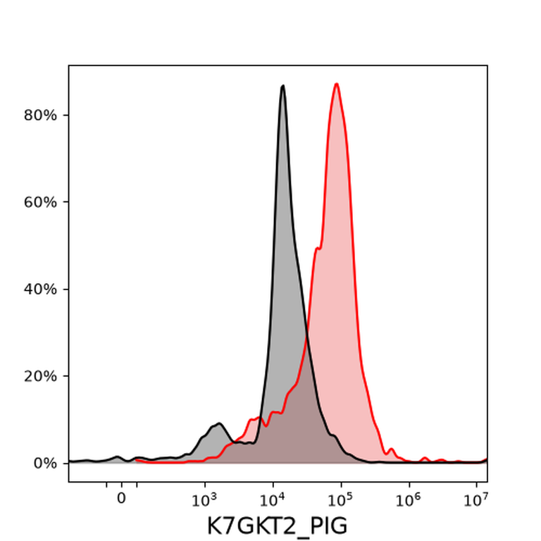 Ankyron K7GKT2_PIG Clone DV40232