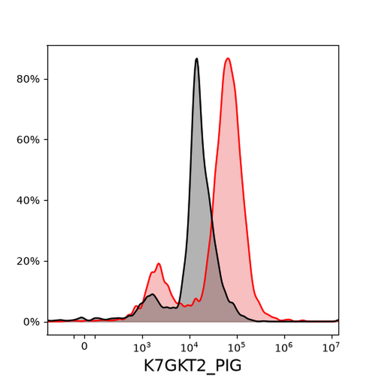 Ankyron K7GKT2_PIG Clone DV40234