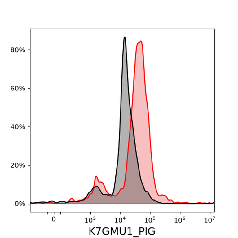 Ankyron K7GMU1_PIG Clone DV40151