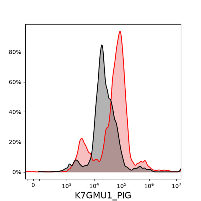 Ankyron K7GMU1_PIG Clone DW40131