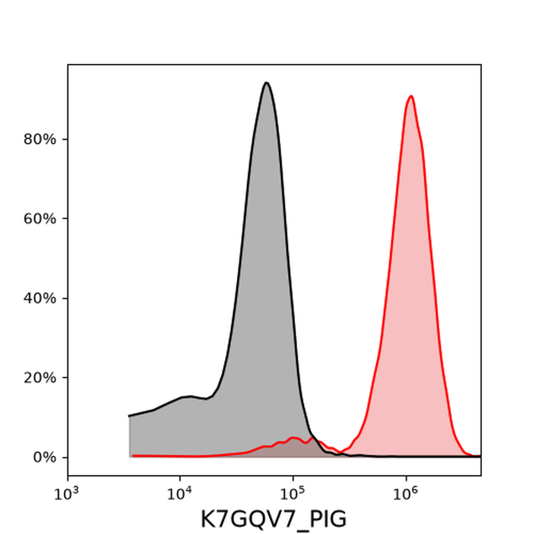 Ankyron K7GQV7_PIG Clone DV40294