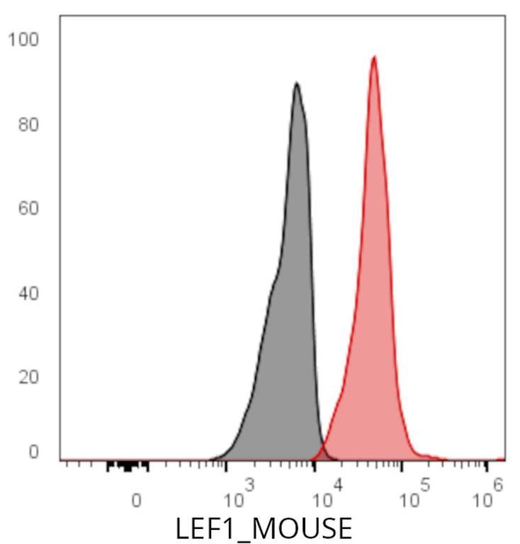 Ankyron LEF1_MOUSE Clone CK30544