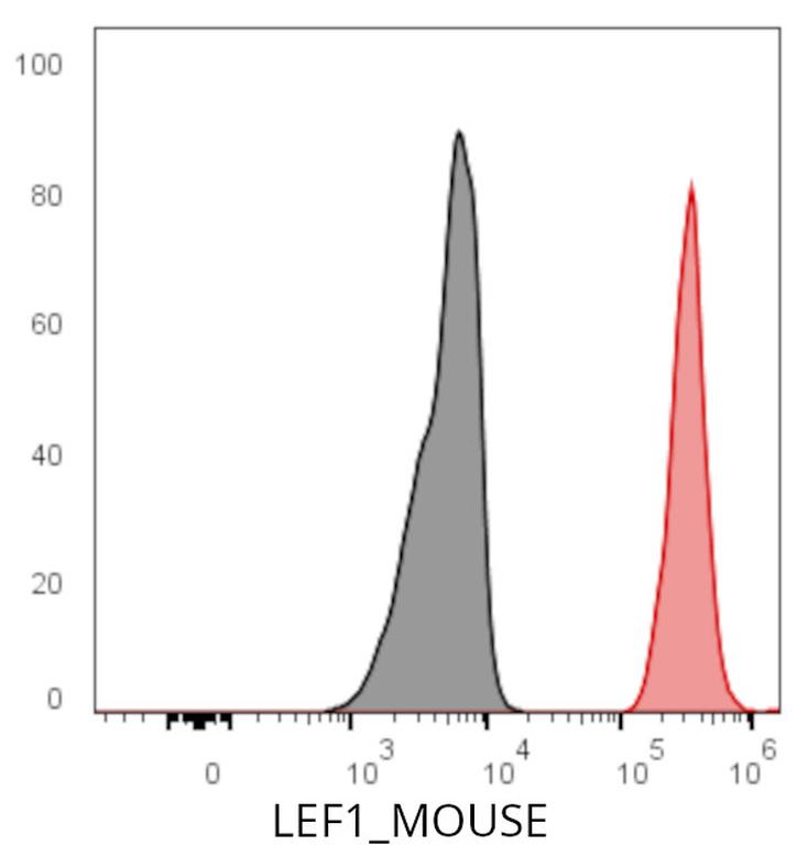 Ankyron LEF1_MOUSE Clone CK30549