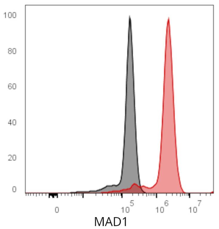 Ankyron MAD1_HUMAN Clone ED30163