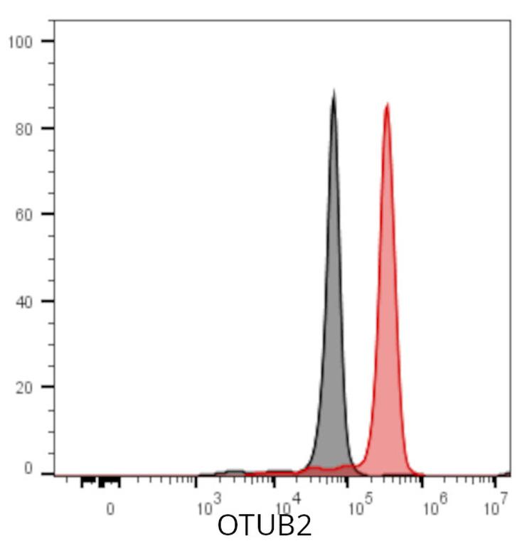 Ankyron OTUB2_HUMAN Clone AW40773