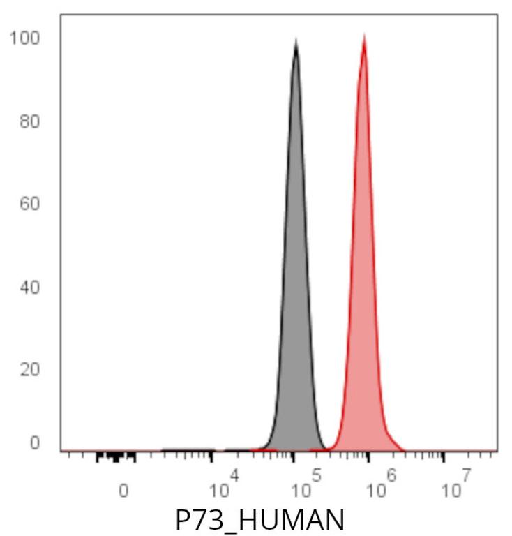 Ankyron P73_HUMAN Clone CK30673