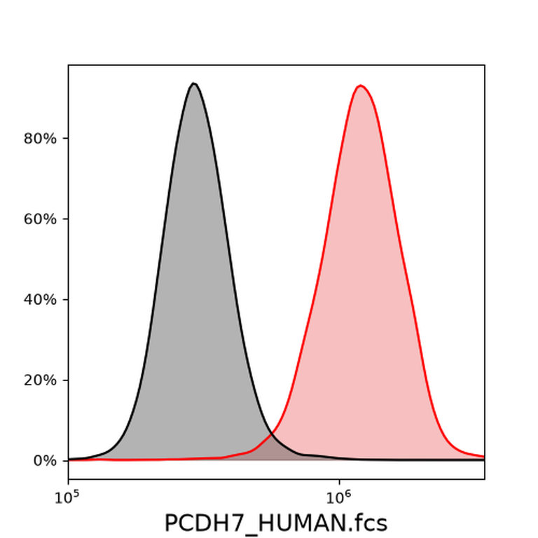 Ankyron PCDH7_HUMAN Clone FJ40310
