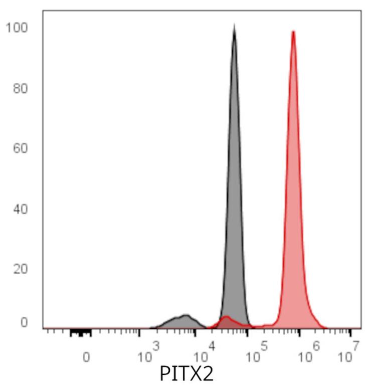 Ankyron PITX2_MOUSE Clone CC30393