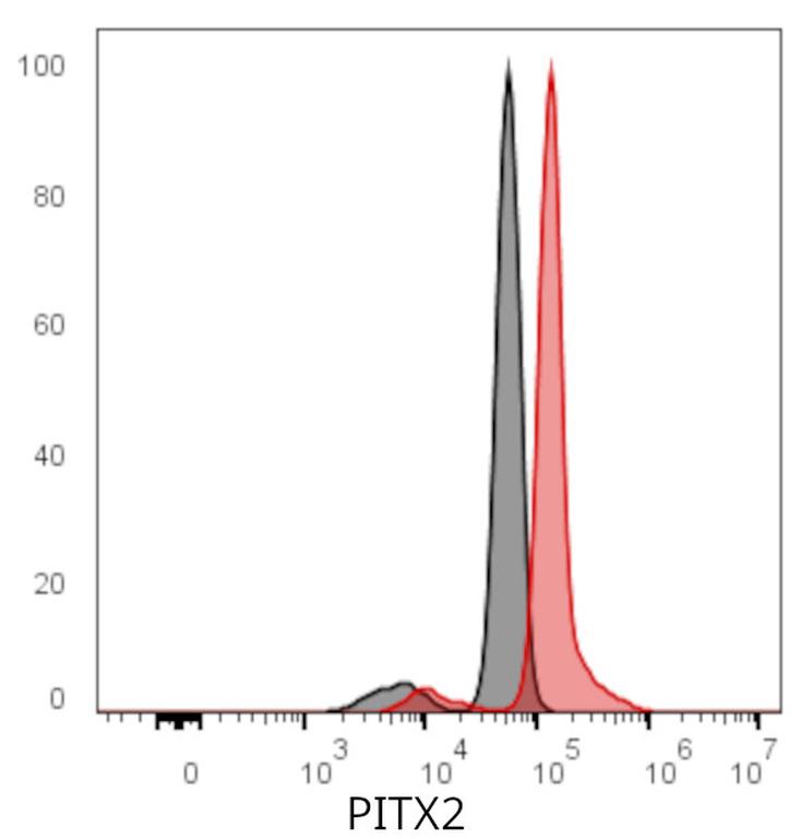 Ankyron PITX2_MOUSE Clone CC30403