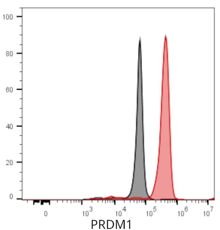 Ankyron PRDM1_HUMAN Clone DP40190