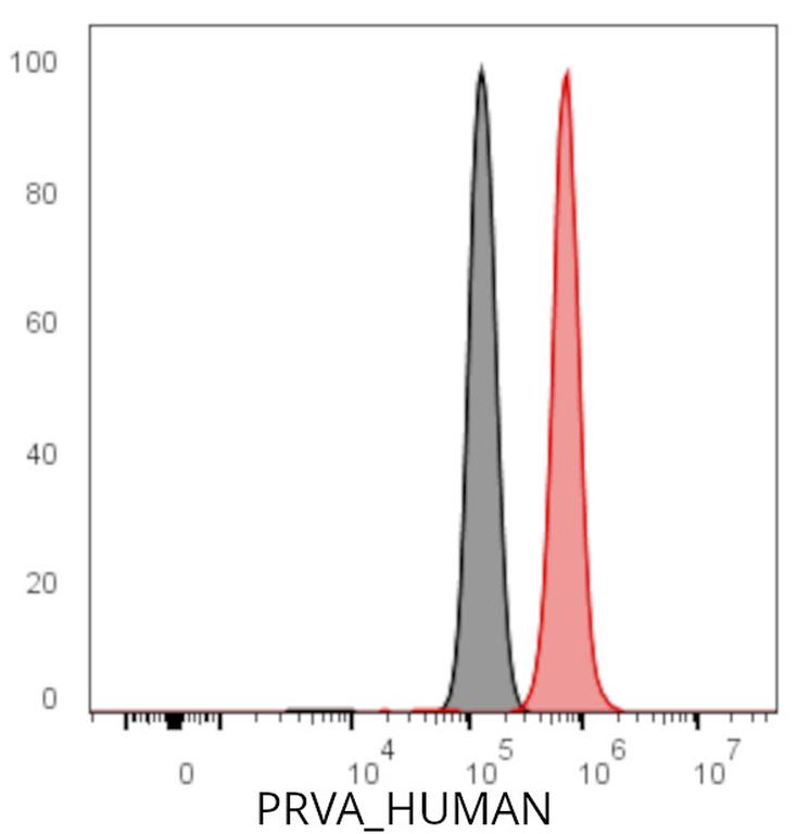 Ankyron PRVA_HUMAN Clone DJ40505