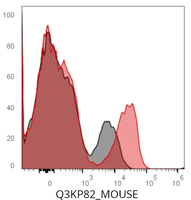 Ankyron Q3KP82_MOUSE Clone CW40133