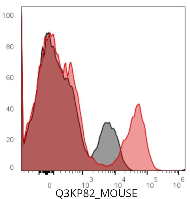 Ankyron Q3KP82_MOUSE Clone CW40138