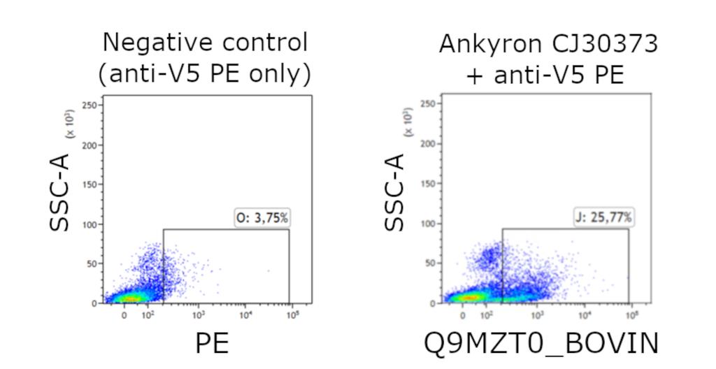 Ankyron Q9MZT0_BOVIN Clone CJ30373