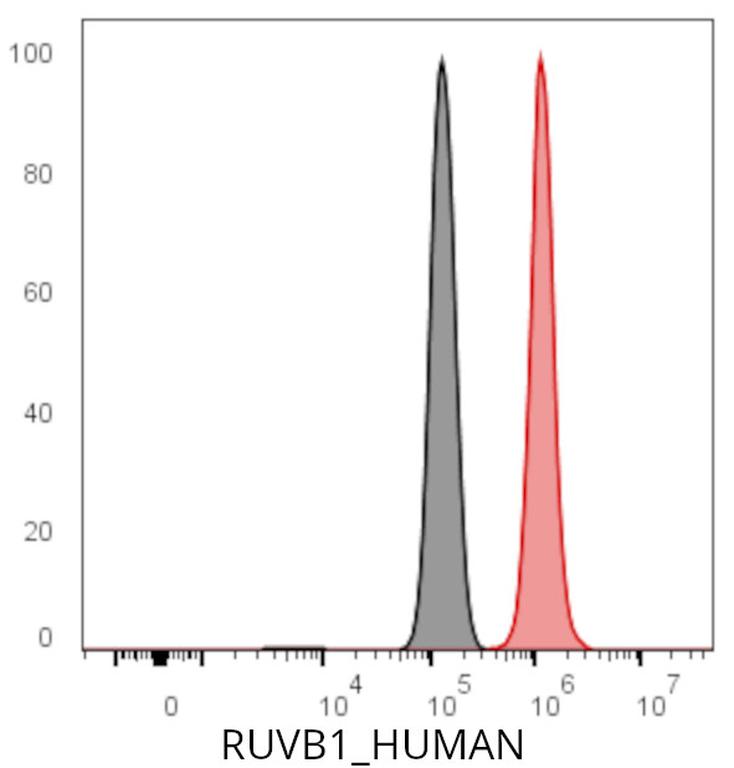 Ankyron RUVB1_HUMAN Clone DC41057