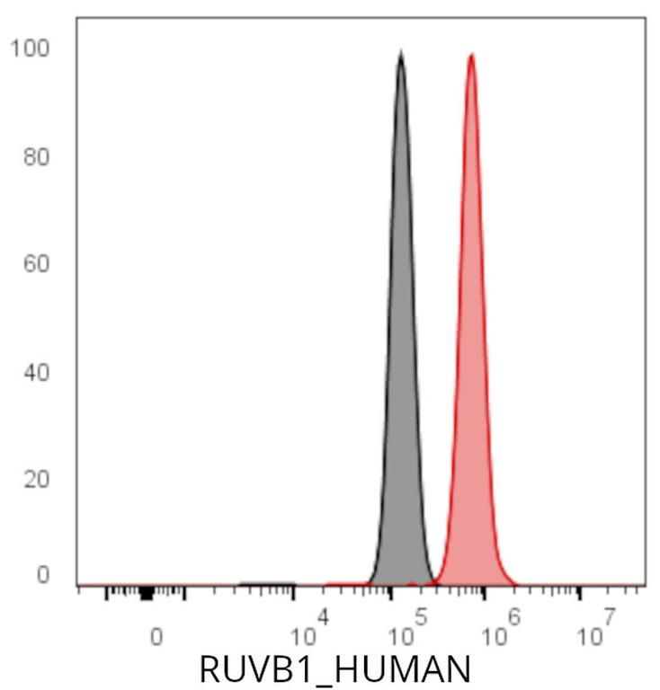 Ankyron RUVB1_HUMAN Clone DC41060