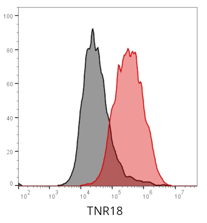 Ankyron TNR18_MOUSE Clone AS40120