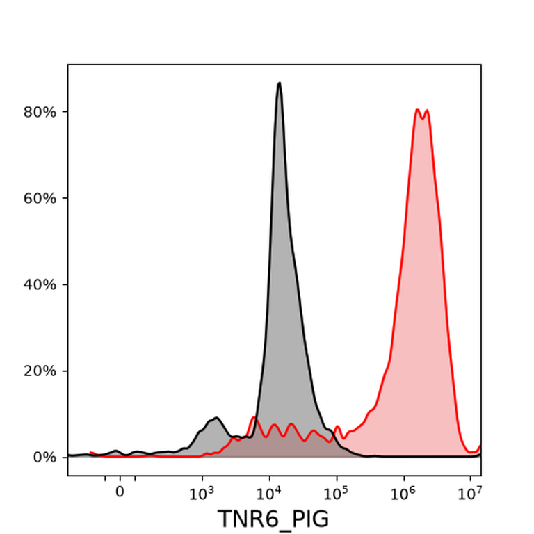 Ankyron TNR6_PIG Clone DV40261