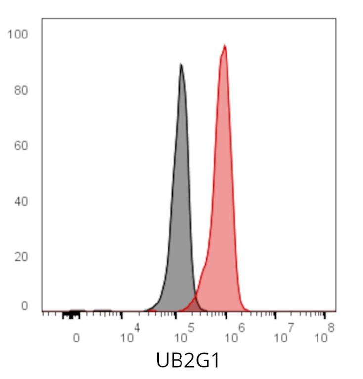 Ankyron UB2G1_HUMAN Clone CS30419
