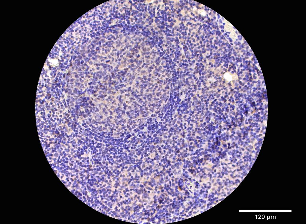 Ankyron CD40L_HUMAN Clone AB40466