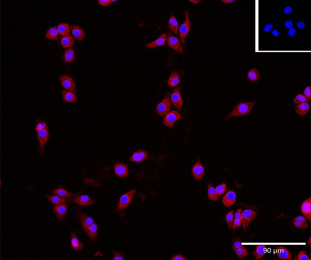 Ankyron B2CL1_MOUSE Clone AT40712
