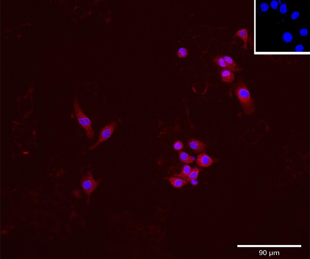 Ankyron B2CL1_MOUSE Clone AT40715