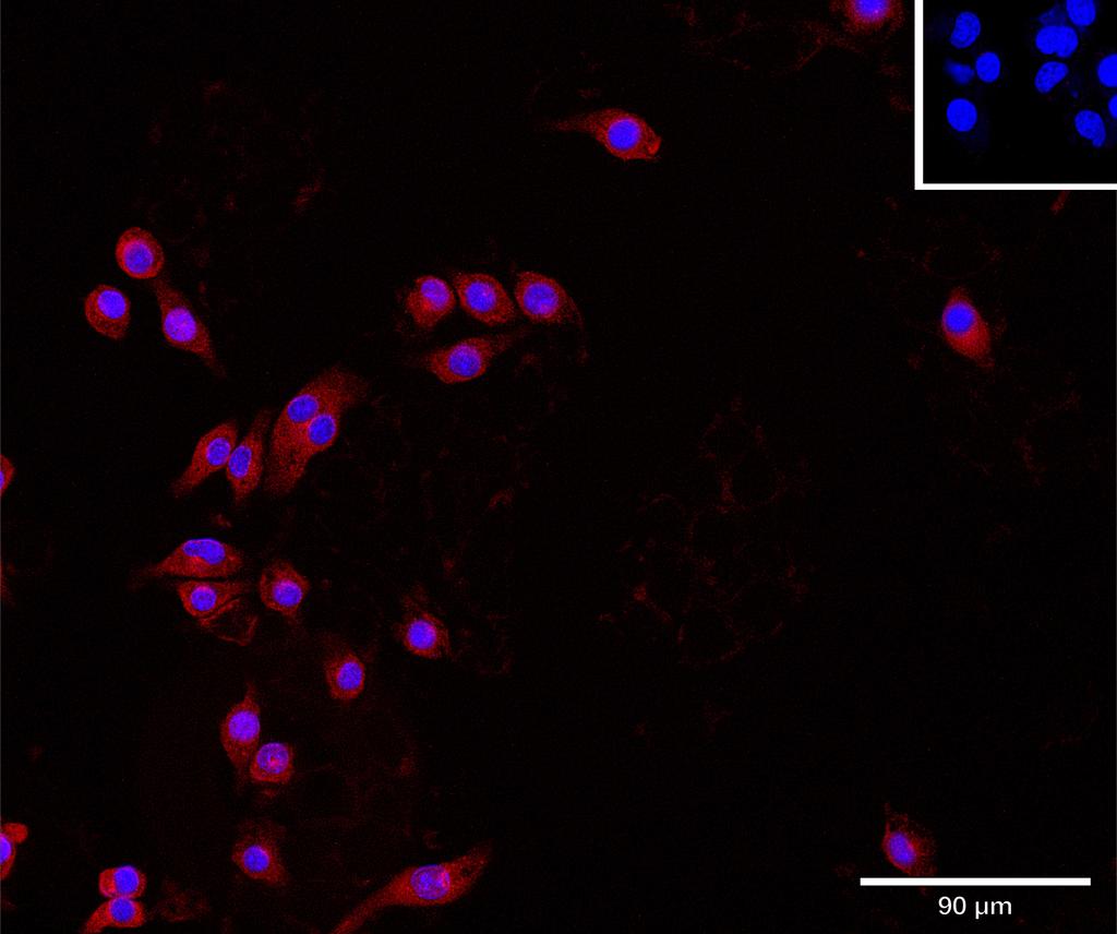 Ankyron B2CL1_MOUSE Clone AT40716