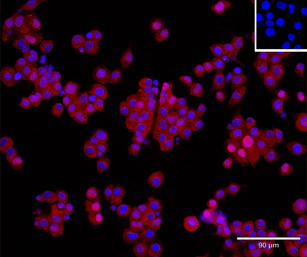 Ankyron B2CL1_MOUSE Clone AT40719
