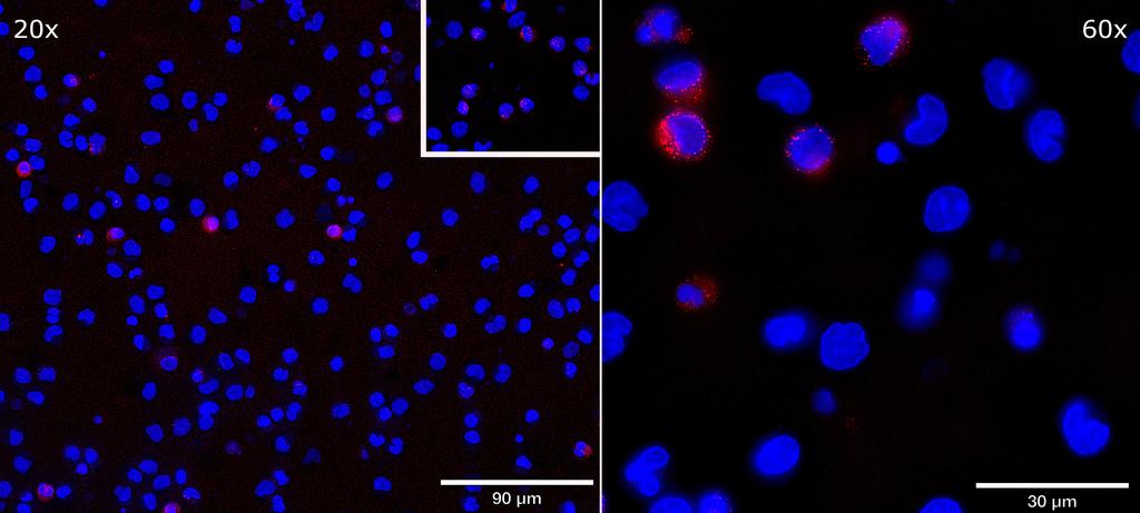 Ankyron CD40L_HUMAN Clone AB40459