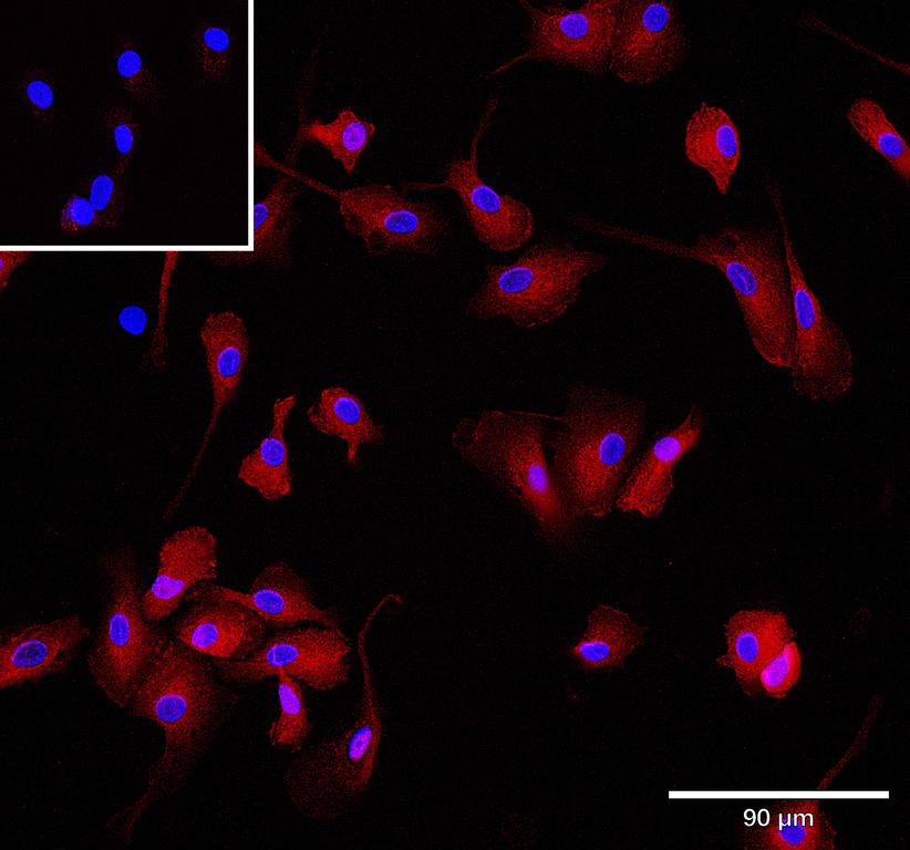 Ankyron CD86_HUMAN Clone EC30451