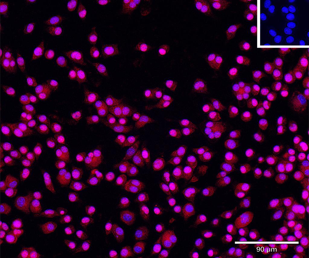 Ankyron CREG1_MOUSE Clone CD30622