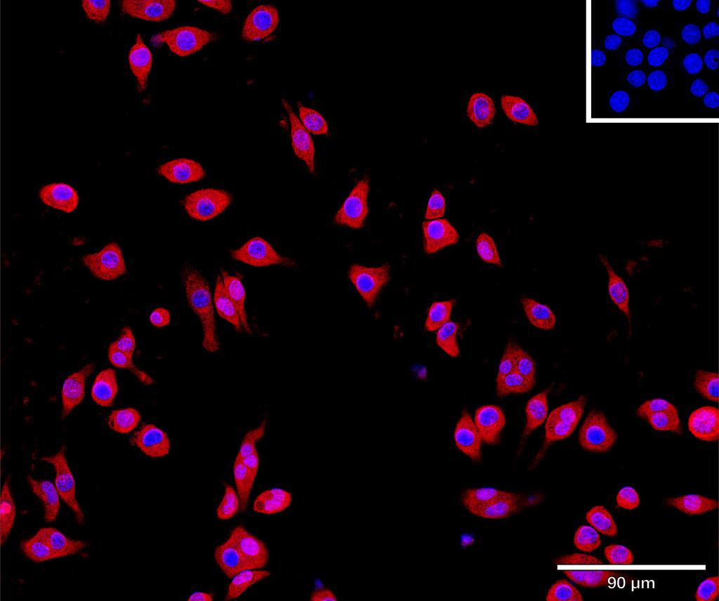 Ankyron EGFL6_MOUSE Clone BA41074