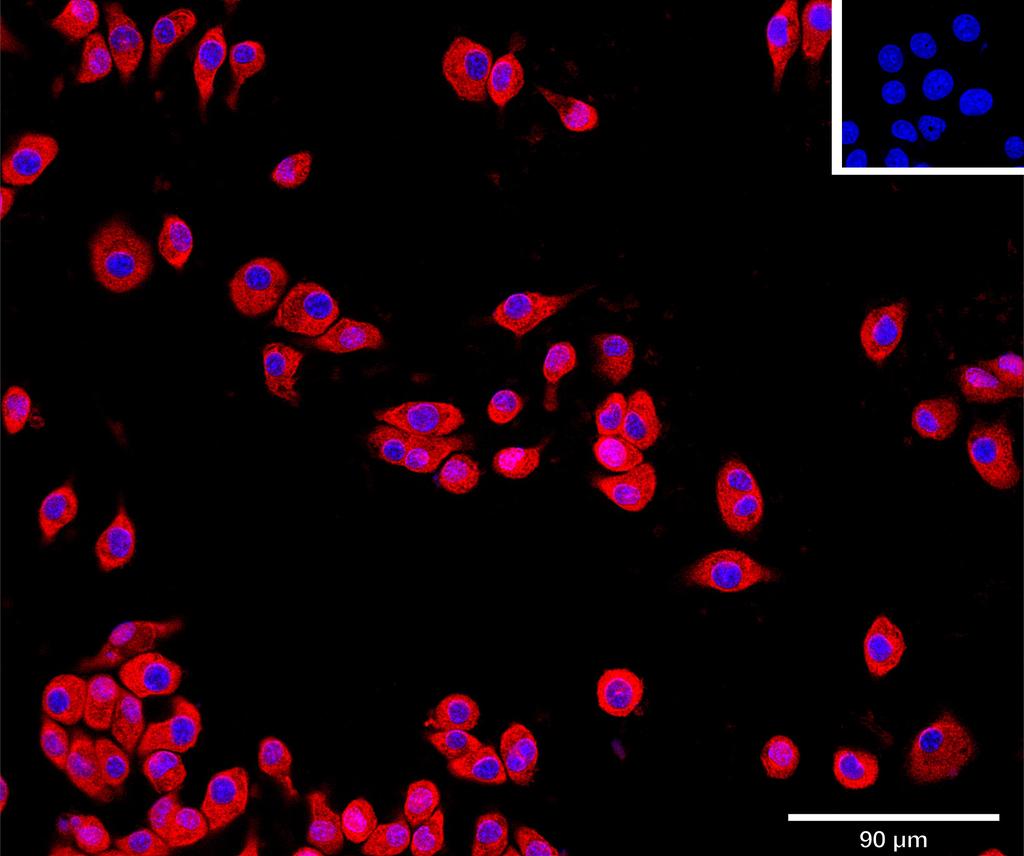 Ankyron EGFL6_MOUSE Clone BA41078